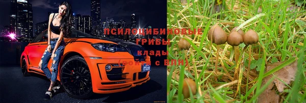 ПСИЛОЦИБИНОВЫЕ ГРИБЫ Абаза
